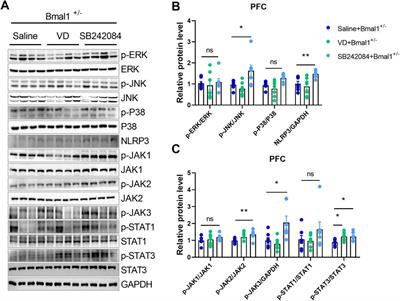 Bmal1 haploinsufficiency impairs fear memory and modulates neuroinflammation via the 5-HT2C receptor